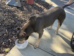 Reunited Male Dog last seen Near Colleen Dr, San Jose, CA 95123, USA, San Jose, CA 95123