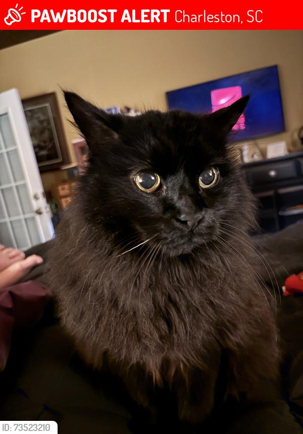 Charleston, SC Lost Male Cat, Lucky Is Missing | PawBoost