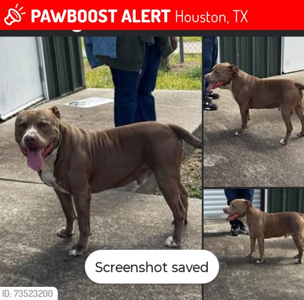 Lost Male Dog last seen Elsik high school, Houston, TX 77072
