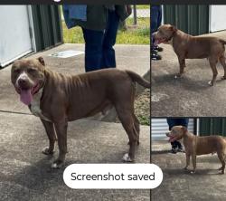Lost Male Dog last seen Elsik high school, Houston, TX 77072