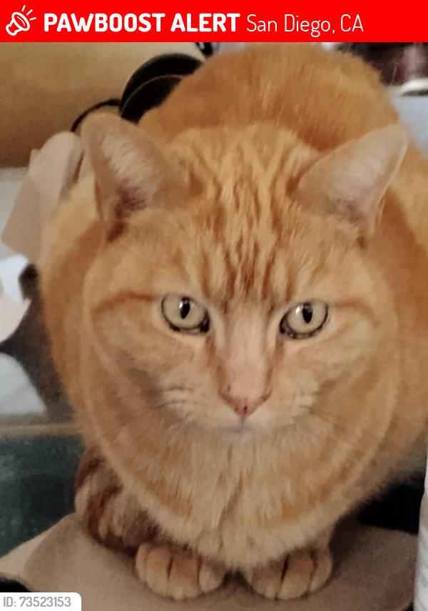 Lost Male Cat last seen quince and nile st, San Diego, CA 92104