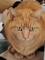 Lost Male Cat last seen quince and nile st, San Diego, CA 92104