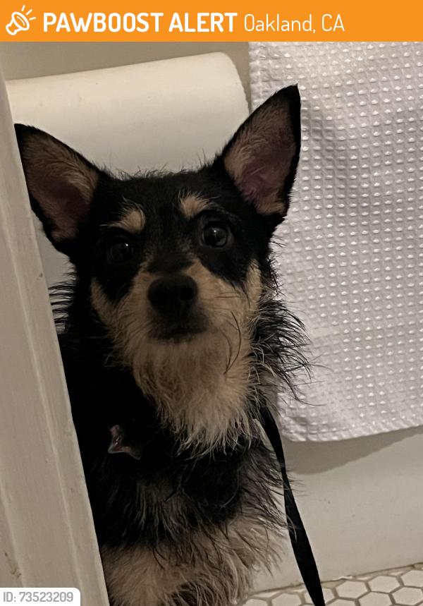 Found/Stray Male Dog last seen Ivy hill neighborhood, Oakland, CA 94606