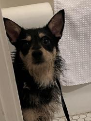 Found/Stray Male Dog last seen Ivy hill neighborhood, Oakland, CA 94606