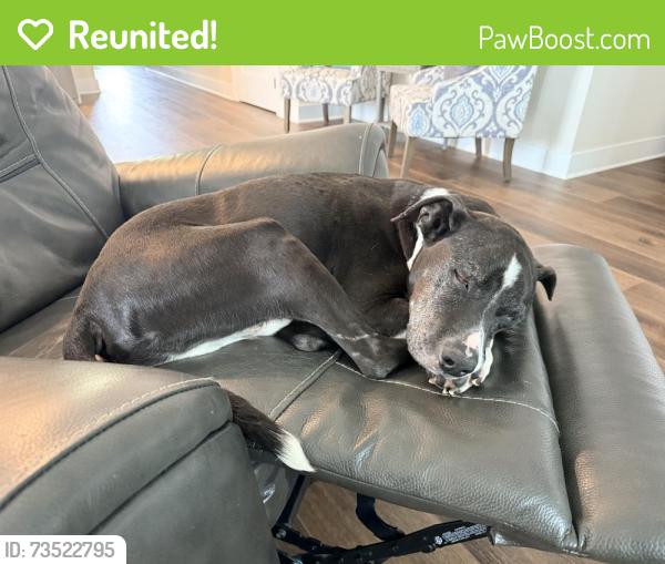 Reunited Male Dog last seen Cedar Mills subdivision, Gray, TN 37615