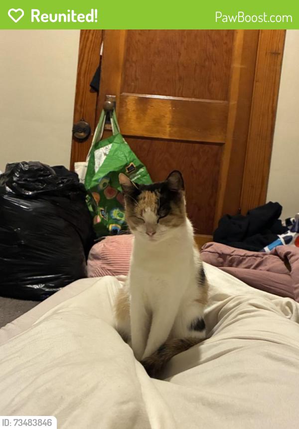 Reunited Female Cat last seen Near E Lutton St, New Castle, PA 16101, USA, New Castle, PA 16101