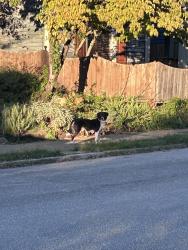 Found/Stray Unknown Dog last seen Lilian street and S 18th street, nashville, Nashville, TN 37206
