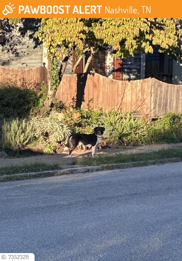 Found/Stray Unknown Dog last seen Lilian street and S 18th street, nashville, Nashville, TN 37206