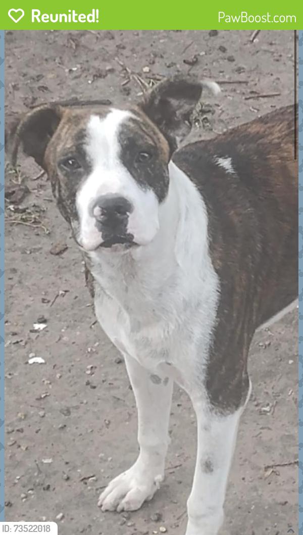 Reunited Male Dog last seen Boca chica and Loma Linda, Brownsville, TX 78520