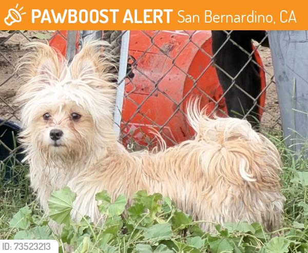 Found/Stray Female Dog last seen Del Rosa & Pacific, San Bernardino, CA 92404