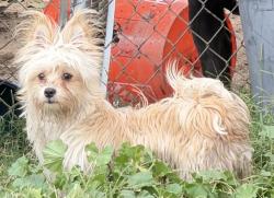 Found/Stray Female Dog last seen Del Rosa & Pacific, San Bernardino, CA 92404