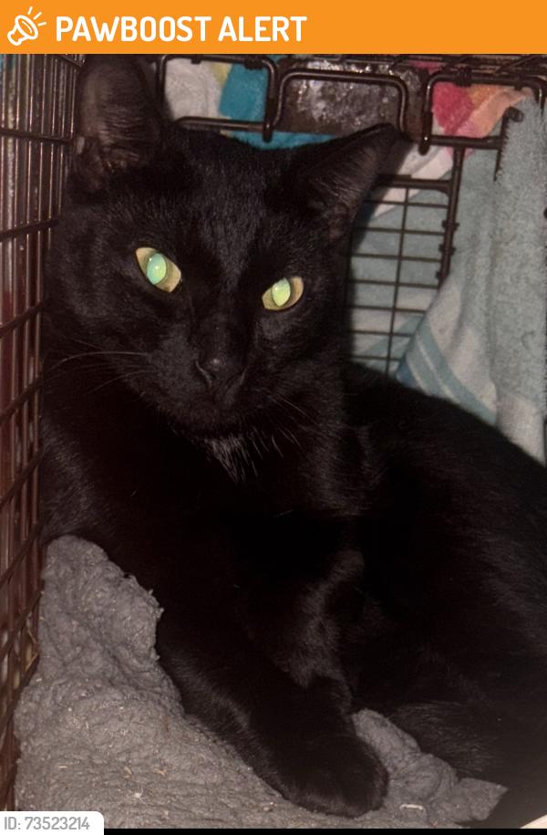 Found/Stray Unknown Cat last seen 1st and 49th Ave Vero Beach, Vero Beach South, FL 32968