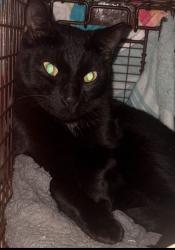 Found/Stray Unknown Cat last seen 1st and 49th Ave Vero Beach, Vero Beach South, FL 32968