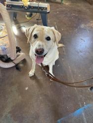 Reunited Male Dog last seen Longwood Ct, Thousand Oaks, CA 91320