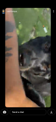Lost Male Dog last seen 135st north miami, North Miami, FL 33161