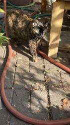Found/Stray Female Cat last seen Park blvd and Haddon Road, Oakland, CA 94606