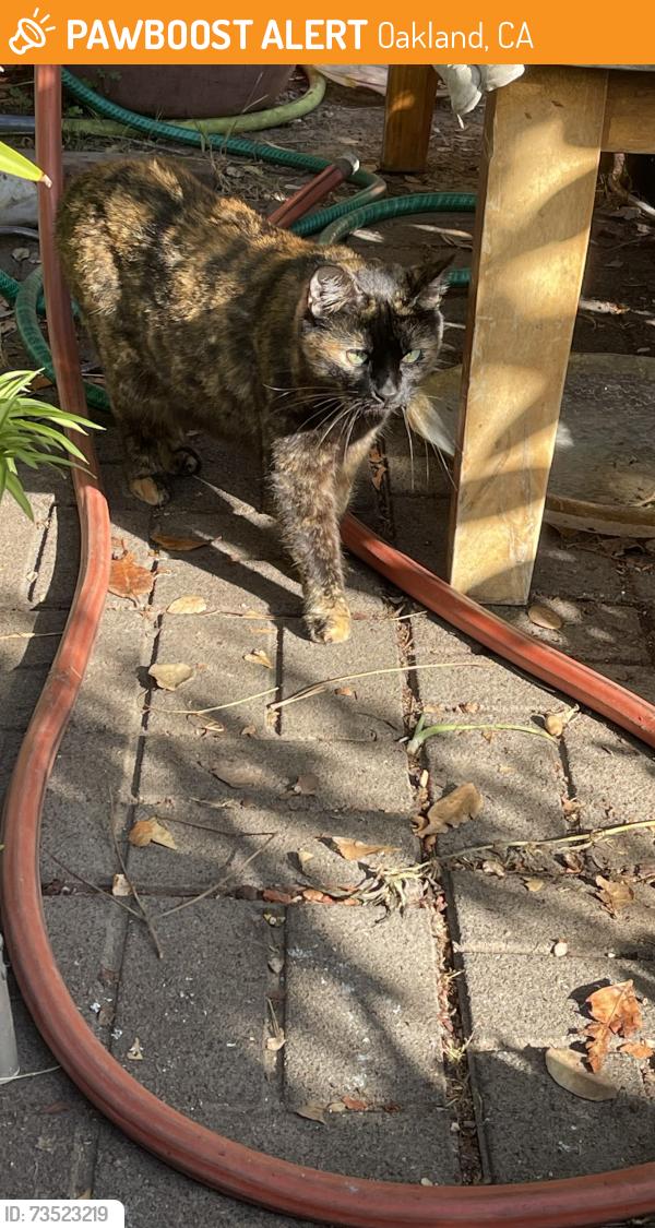 Found/Stray Female Cat last seen Park blvd and Haddon Road, Oakland, CA 94606