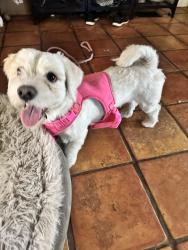 Found/Stray Male Dog last seen Kagel canyon, Los Angeles, CA 91342