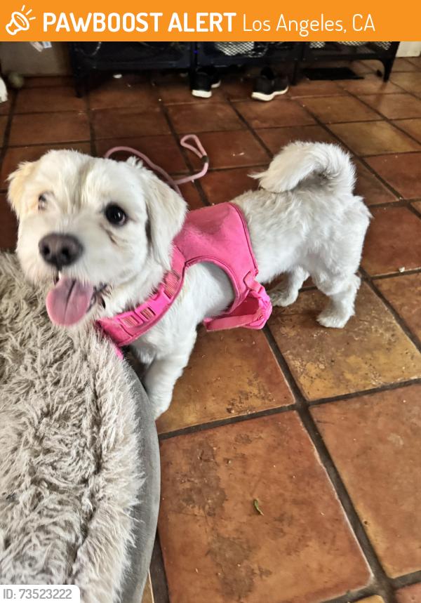 Found/Stray Male Dog last seen Kagel canyon, Los Angeles, CA 91342