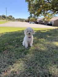 Found/Stray Male Dog last seen Graves & Berry Garden Rd, Kernersville, NC 27284
