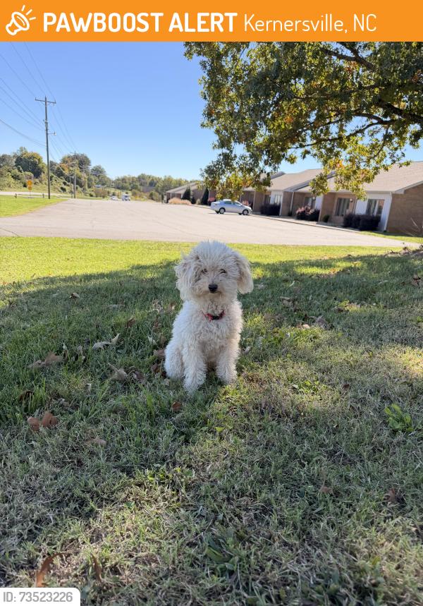Found/Stray Male Dog last seen Graves & Berry Garden Rd, Kernersville, NC 27284