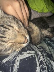 Reunited Male Cat last seen Cumpston & Vineland, Los Angeles, CA 91601