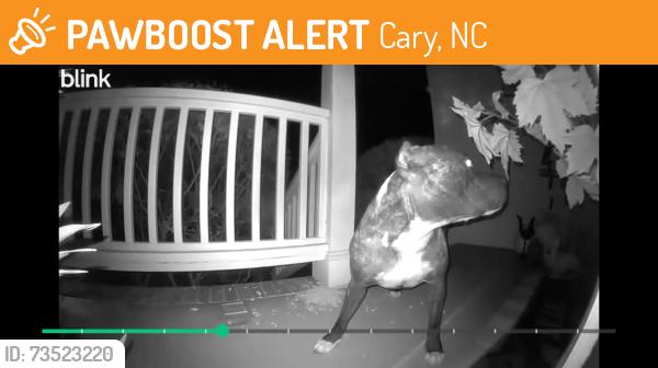 Found/Stray Female Dog last seen Caraway Ln, Cary nc, Cary, NC 27519