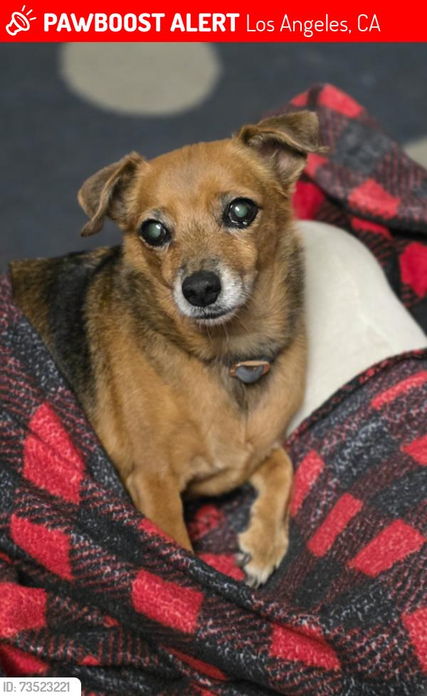 Lost Female Dog last seen Rayen st and Tobias from the North Point apmts, Los Angeles, CA 91402