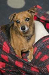 Lost Female Dog last seen Rayen st and Tobias from the North Point apmts, Los Angeles, CA 91402