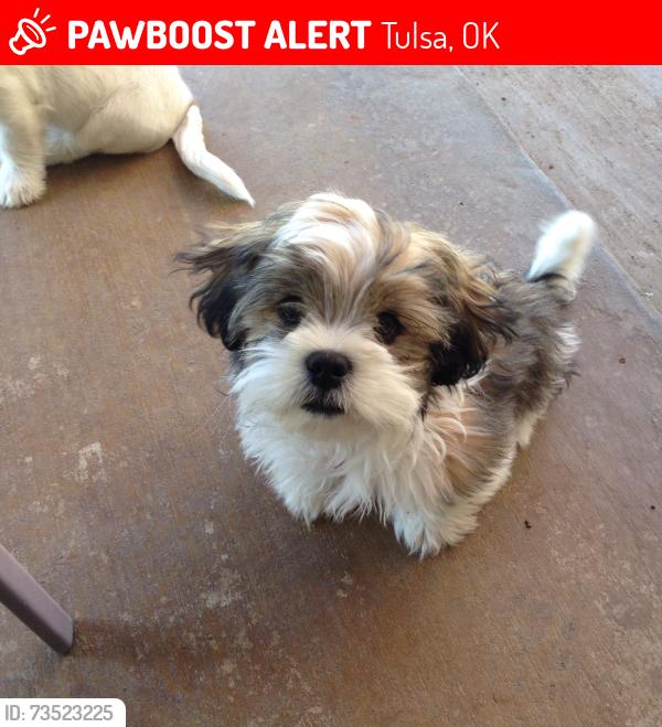 Lost Female Dog last seen 21st and Memorial, 31st and Memorial, 31st and Sheridan, Tulsa, OK 74129