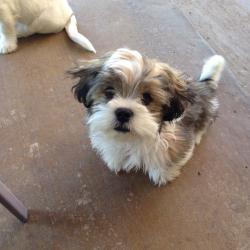 Lost Female Dog last seen 21st and Memorial, 31st and Memorial, 31st and Sheridan, Tulsa, OK 74129