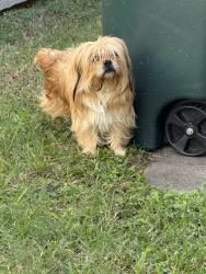 Found/Stray Unknown Dog last seen Barker Cypress, Houston, TX 77095