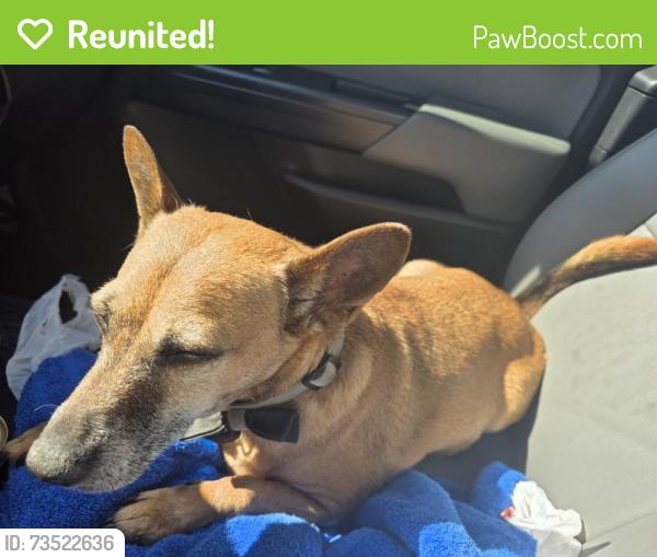 Reunited Male Dog last seen Cerise Way & Mauve Lane, Kyle, TX 78640
