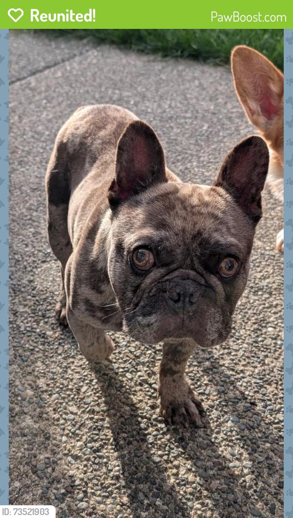 Reunited Male Dog last seen 208th ave E bonney lake Washington, Bonney Lake, WA 98391