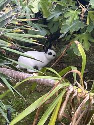 Found/Stray Unknown Rabbit last seen Marla drive, American Canyon, CA 94503