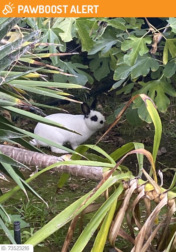 Found/Stray Unknown Rabbit last seen Marla drive, American Canyon, CA 94503