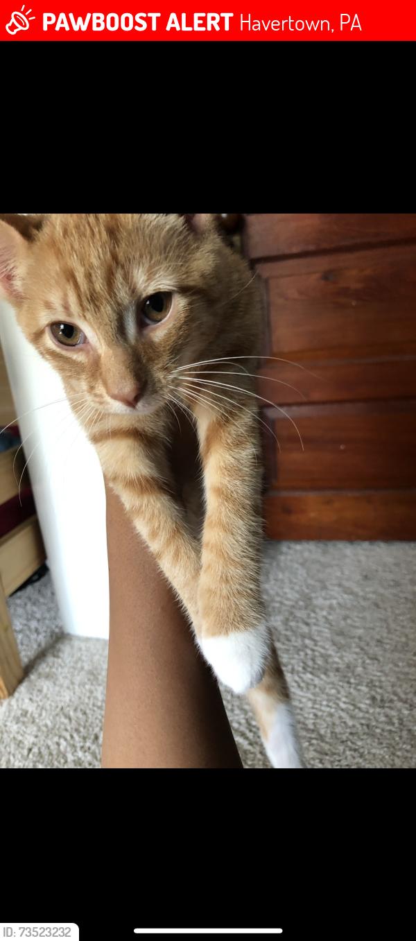 Lost Male Cat last seen Small Wawa, Havertown, PA 19083