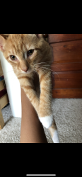 Lost Male Cat last seen Small Wawa, Havertown, PA 19083