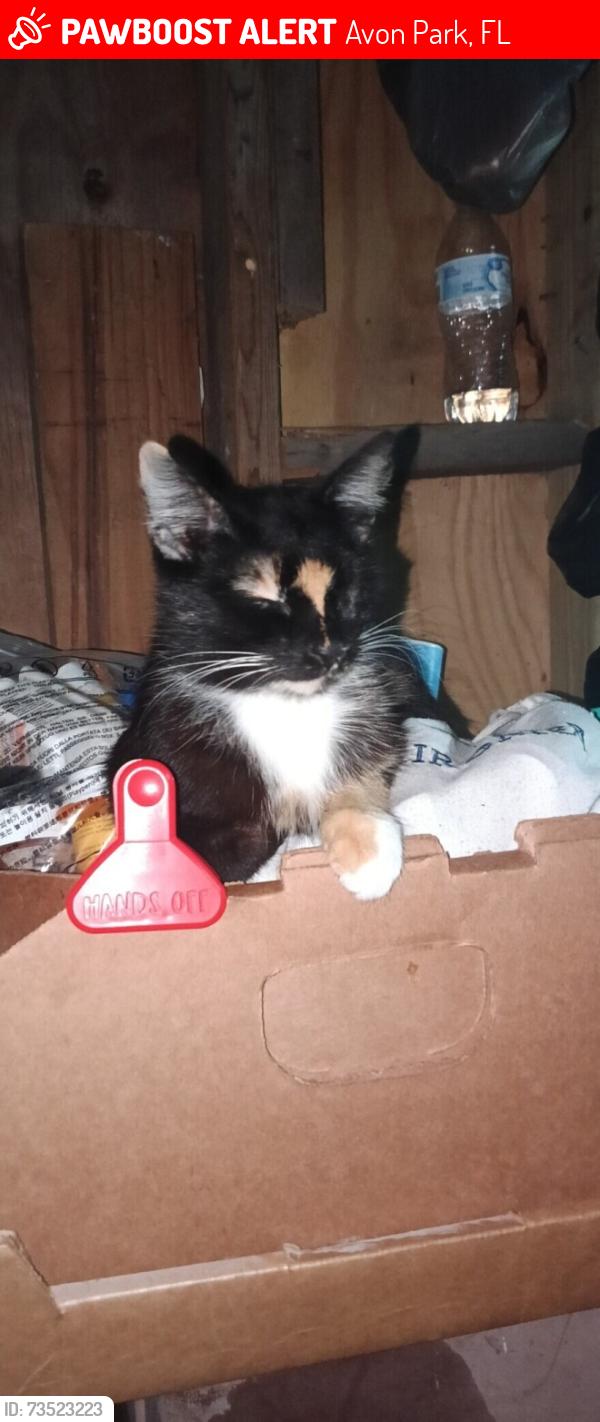 Lost Female Cat last seen Avon Park cutoff rd and hwy 27, Avon Park, FL 33825