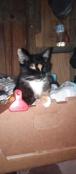 Lost Female Cat last seen Avon Park cutoff rd and hwy 27, Avon Park, FL 33825