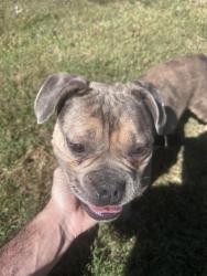 Found/Stray Female Dog last seen Troupe smith and Quail Run in Conyers, Conyers, GA 30094