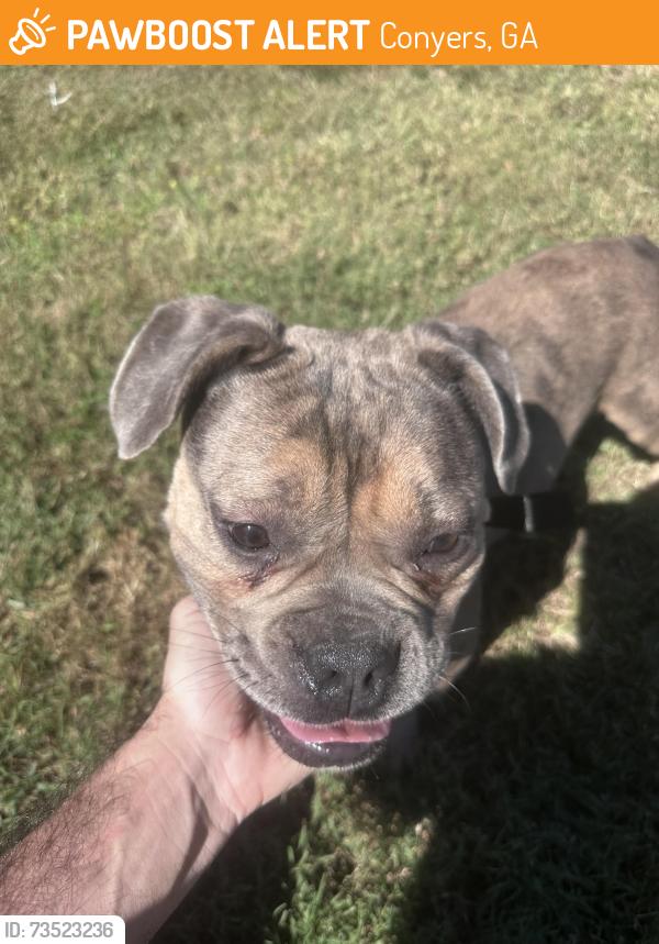 Found/Stray Female Dog last seen Troupe smith and Quail Run in Conyers, Conyers, GA 30094