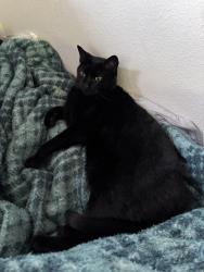 Reunited Male Cat last seen Near 99th St NE, Marysville, WA 98270, USA, Marysville, WA 98270