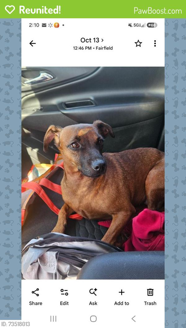 Reunited Female Dog last seen E Tabor/ claybank, Fairfield, CA 94533
