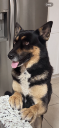 Lost Male Dog last seen 31st west hialeah fl 33012, Hialeah, FL 33012