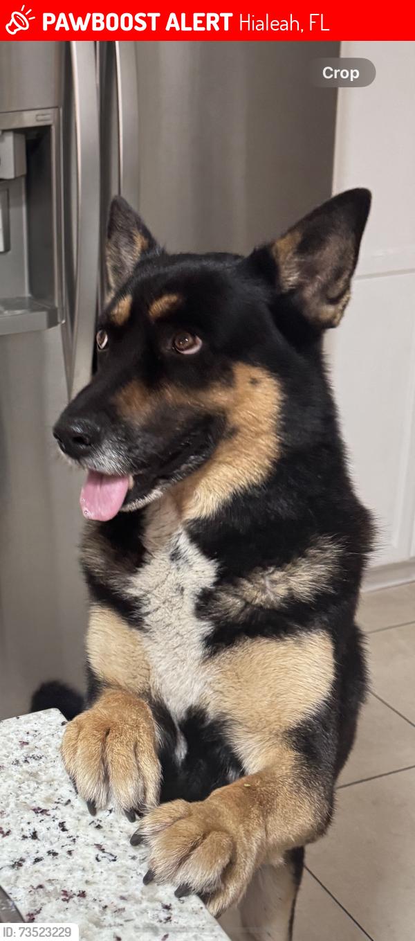 Lost Male Dog last seen 31st west hialeah fl 33012, Hialeah, FL 33012