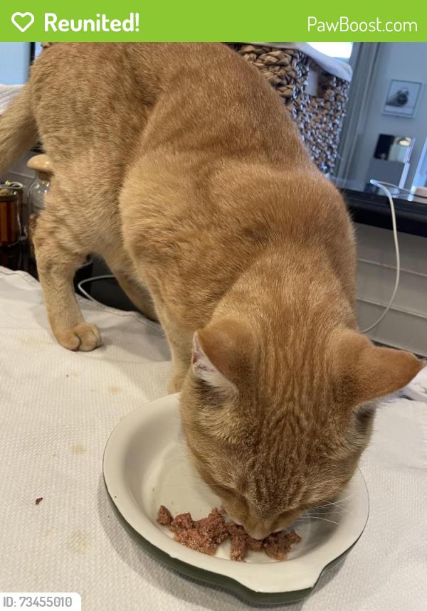 Reunited Male Cat last seen East 7th St and Peoria, Tulsa, OK 74120