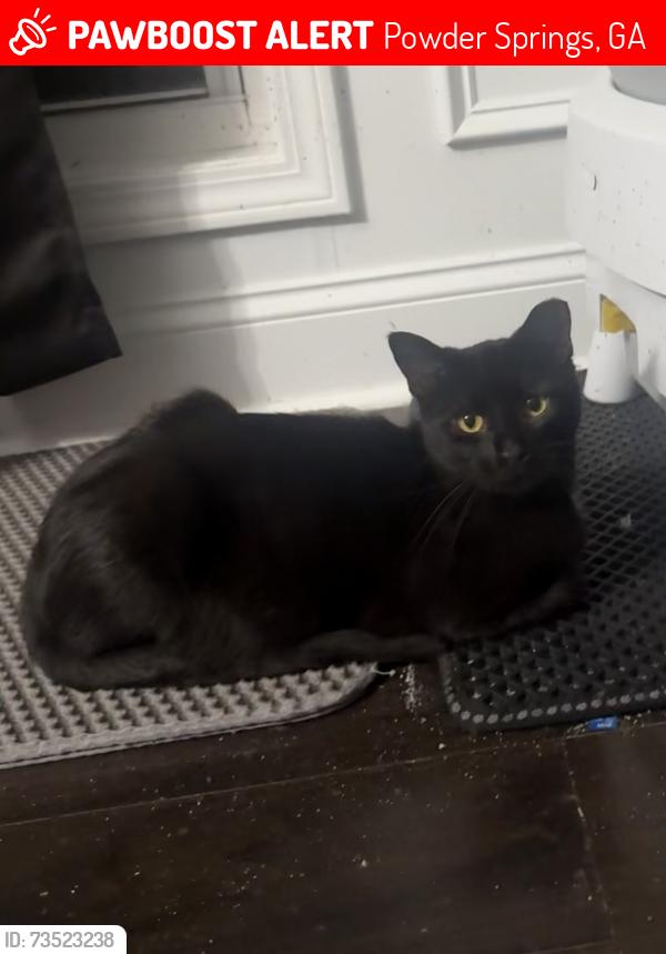 Lost Female Cat last seen The meadows at crust, Powder Springs, GA 30127
