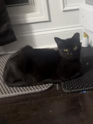 Lost Female Cat last seen The meadows at crust, Powder Springs, GA 30127