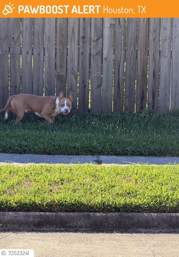 Found/Stray Male Dog last seen White oak landing and oak acres dr crossing, Houston, TX 77065